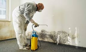 Best Basement Mold Removal  in Eaton, OH